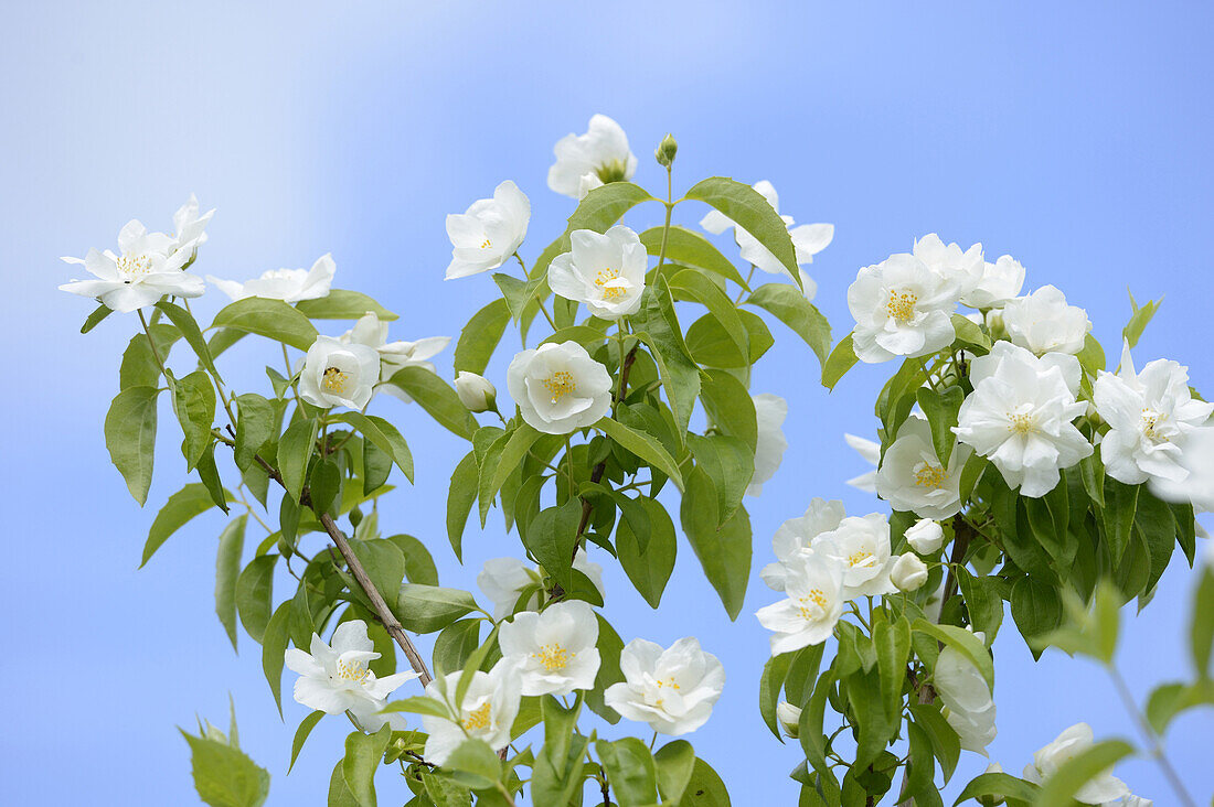 Close-up of Sweet Mock-orange (Philadelphus coronarius) Blossoms in Garden in Spring, Bavaria, Germany