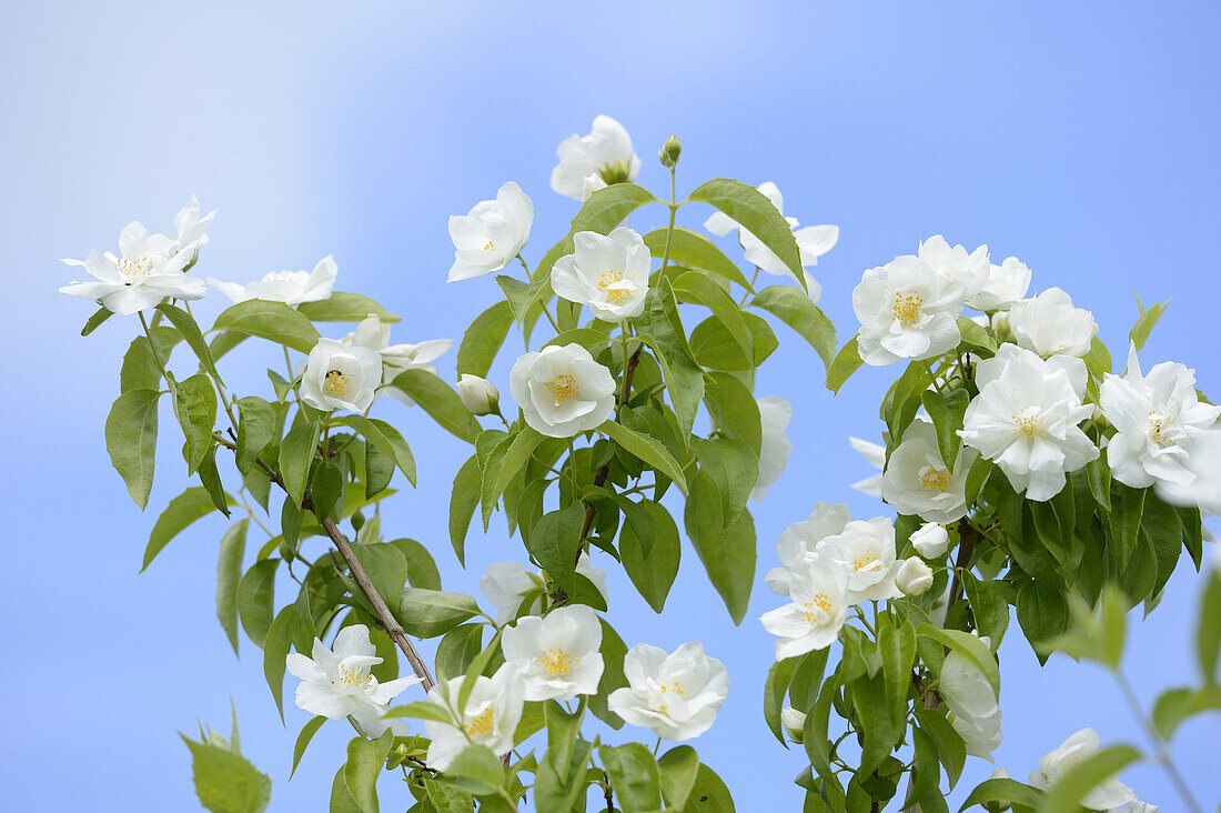 Nahaufnahme der Blüten der Süßen Scheinorange (Philadelphus coronarius) im Garten im Frühling, Bayern, Deutschland