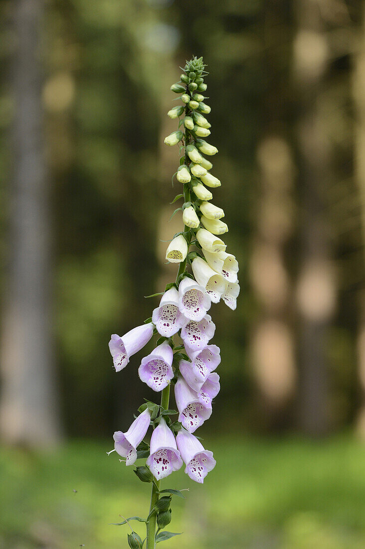 Nahaufnahme von Gemeinem Fingerhut (Digitalis purpurea) Blüten im Wald im Frühling, Bayern, Deutschland
