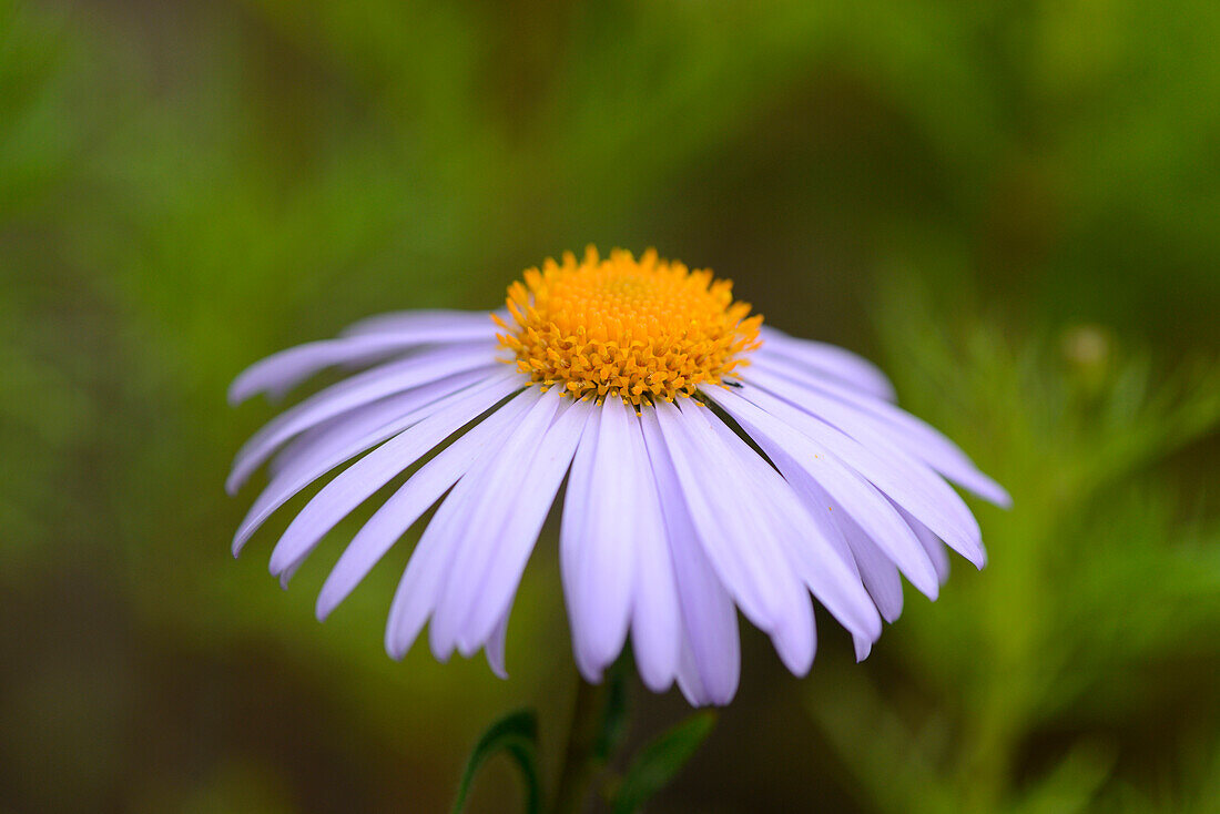 Close-up of European Michaelmas Daisy (Aster amellus) Blossom in Garden in Spring, Bavaria, Germany