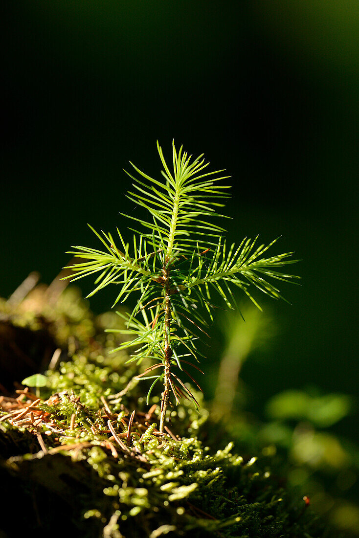 Nahaufnahme eines Fichtensämlings (Picea abies) im Wald, Oberpfalz, Bayern, Deutschland