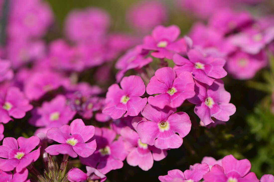 Nahaufnahme von rosa Blüten im Frühling, Bayern, Deutschland