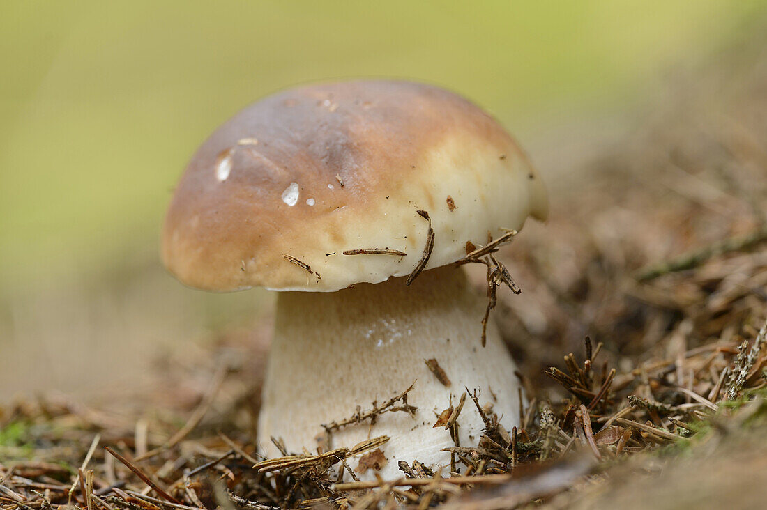 Nahaufnahme von Steinpilz (Boletus edulis) im Wald, Bayern, Deutschland