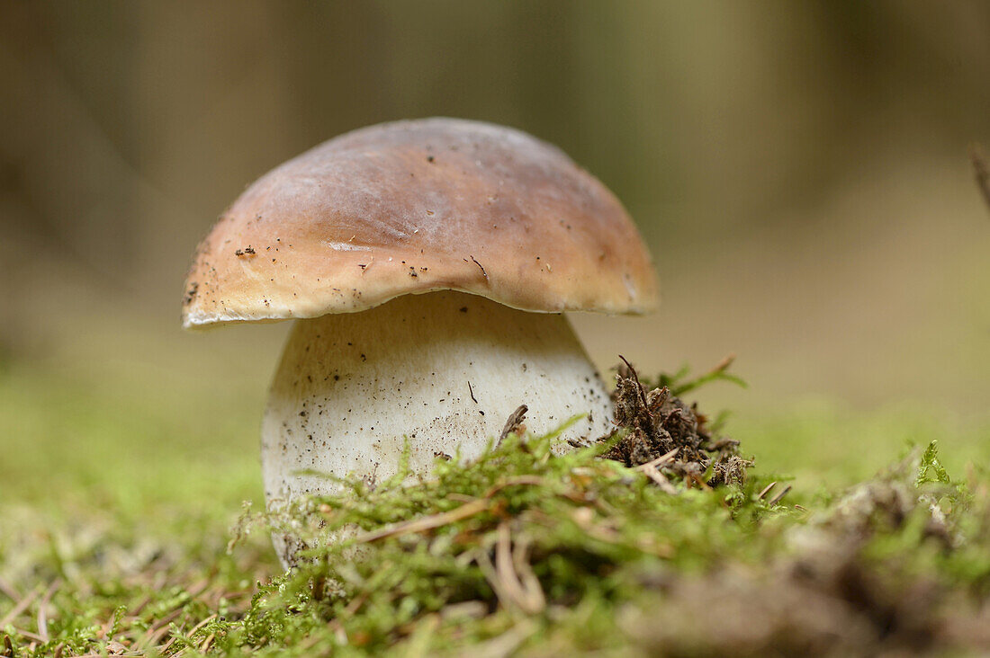 Nahaufnahme von Penny Bun (Boletus edulis) im Wald, Bayern, Deutschland