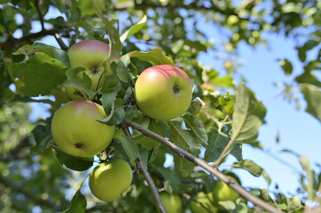 Close-up of Apples hanging on Tree, Styria, Austria