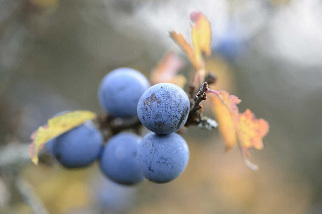 Nahaufnahme von Schlehdorn (Prunus spinosa) Früchten im Herbst, Bayern, Deutschland