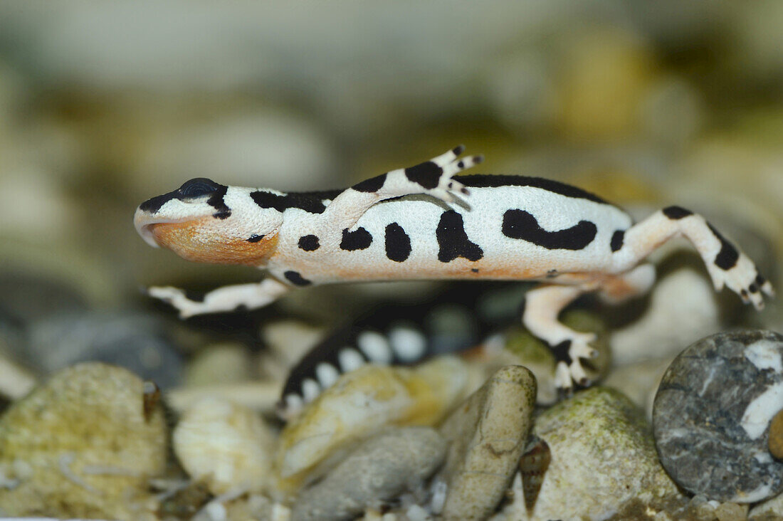 Close-up of a Kaiser's spotted newt (Neurergus kaiseri)