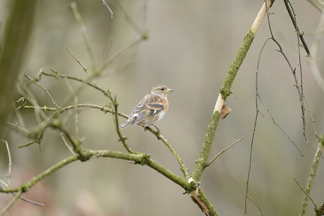 Close-up of a Common Chaffinch (Fringilla coelebs) sitting on a little branch