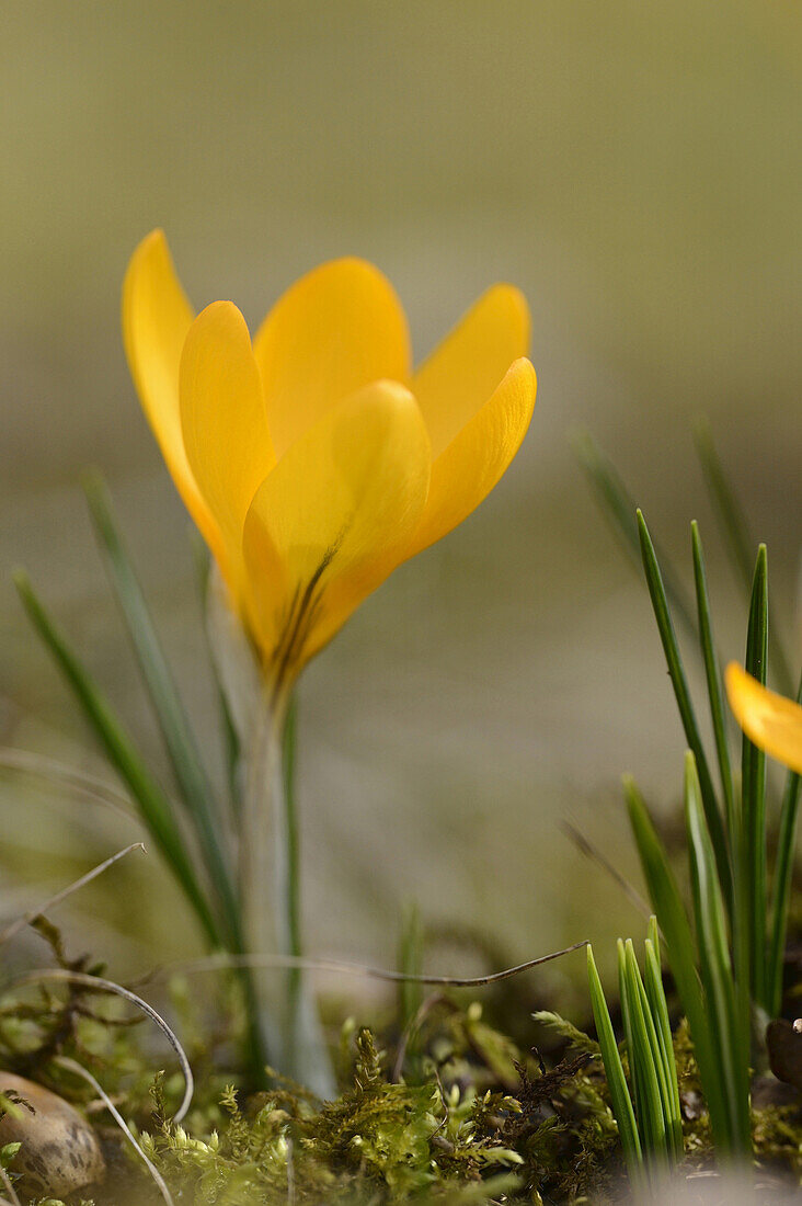 Blossom of Domestic Crocus (Crocus vernus), Bavaria, Germany