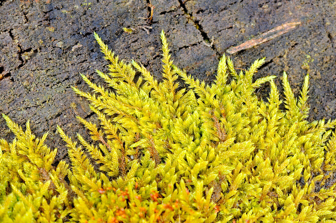 Close-up of Moss Growing on Old Tree Trunk, Upper Palatinate, Bavaria, Germany