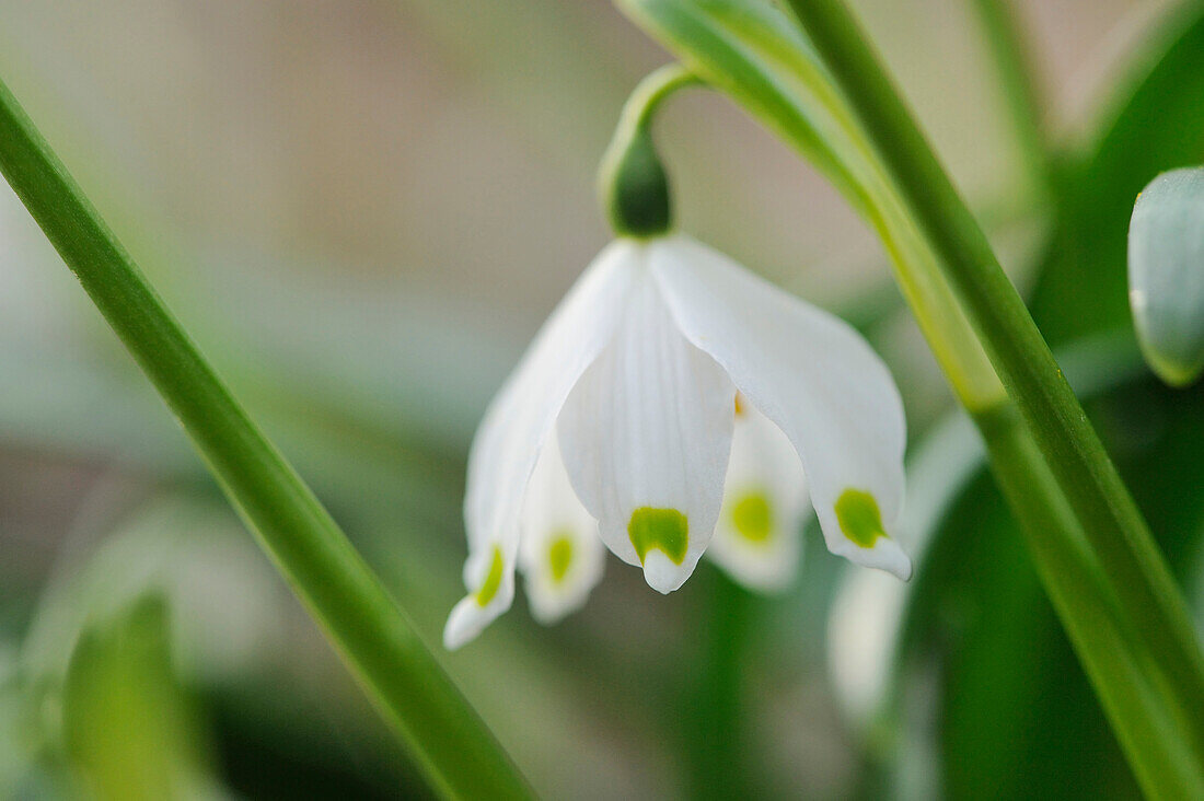 Close-up of Spring Snowflake (Leucojum Vernum) Blossom in Forest in Spring, Upper Palatinate, Bavaria, Germany