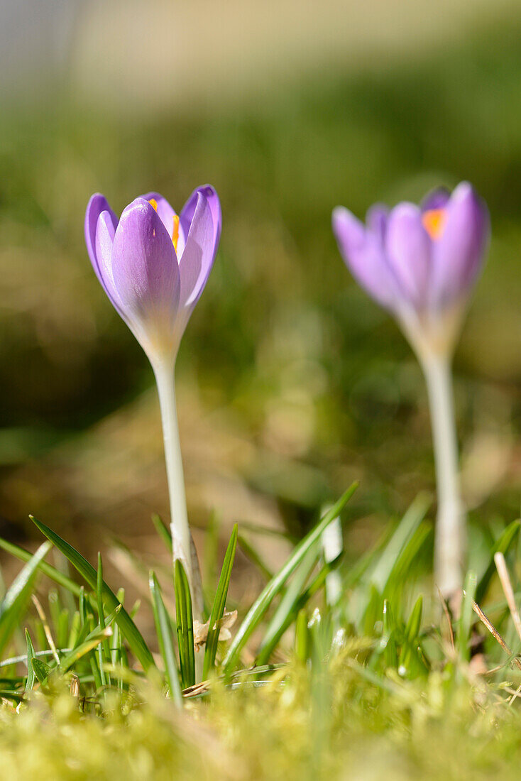 Spring Crocus (Crocus vernus) in Grassland in Early Spring, Upper Palatinate, Bavaria, Germany