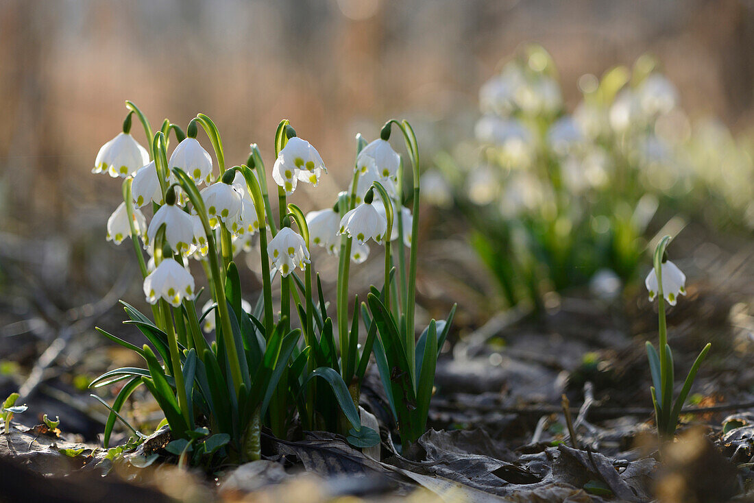 Nahaufnahme von Frühlingsschneeflocken (Leucojum vernum) Blüten im Wald im Frühling, Oberpfalz, Bayern, Deutschland