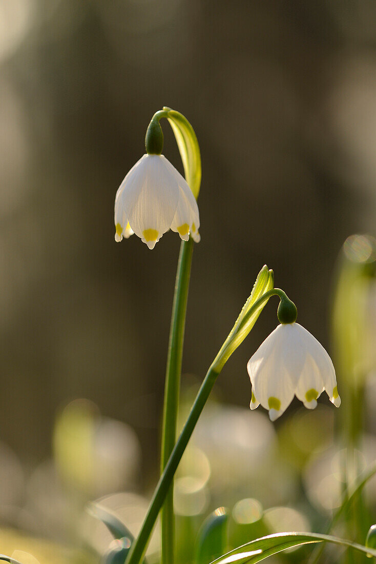 Close-up of Spring Snowflake (Leucojum vernum) Blossoms in Forest in Spring, Upper Palatinate, Bavaria, Germany