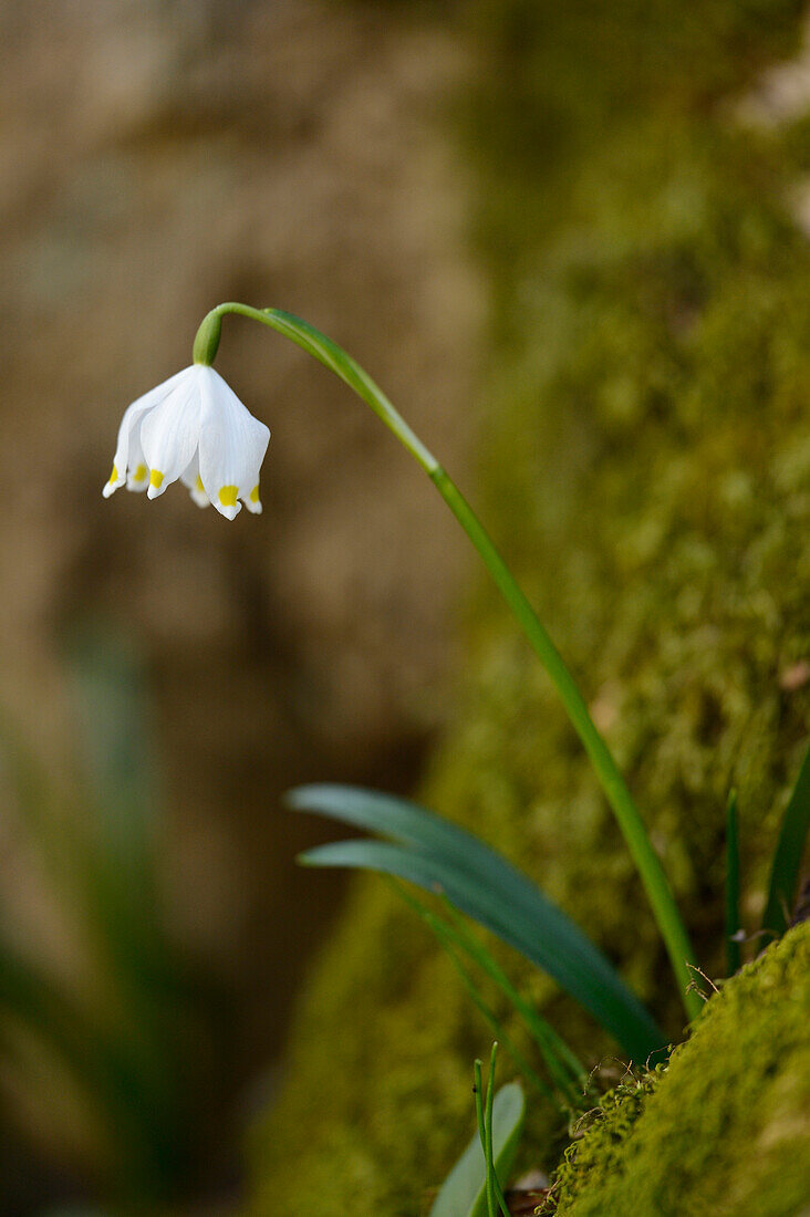 Nahaufnahme von Frühlingsschneeflocke (Leucojum vernum) Blüte im Wald im Frühling, Oberpfalz, Bayern, Deutschland