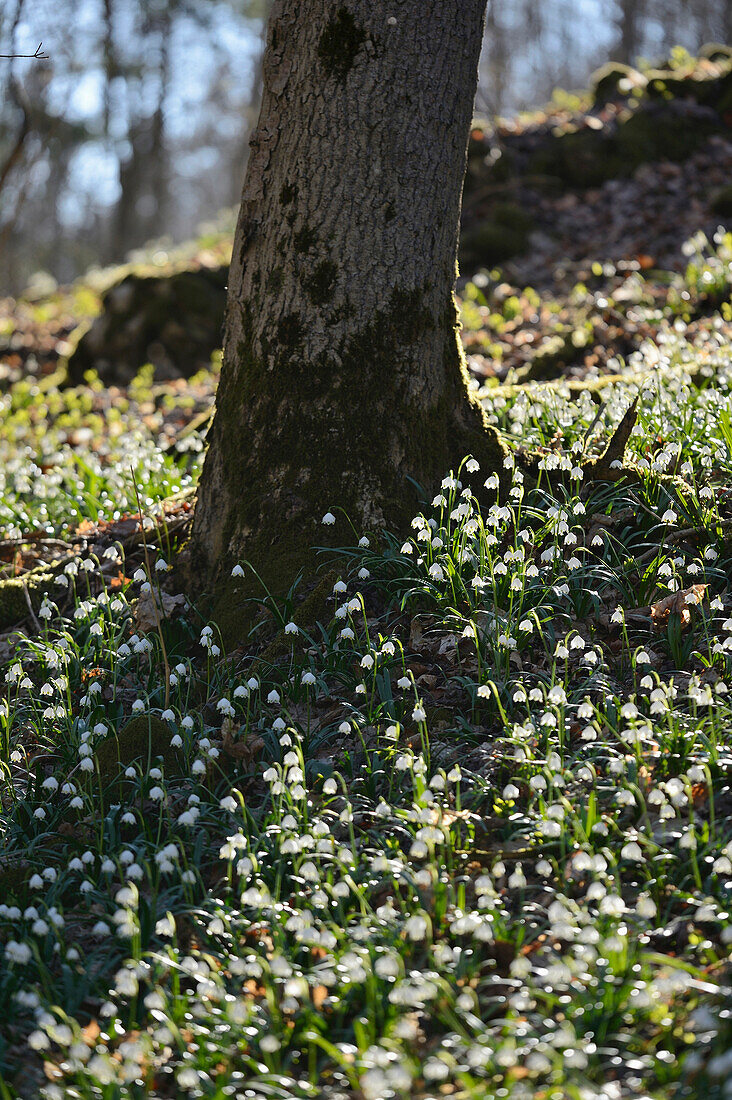 Spring Snowflake (Leucojum vernum) Blossoms in Forest in Spring, Upper Palatinate, Bavaria, Germany