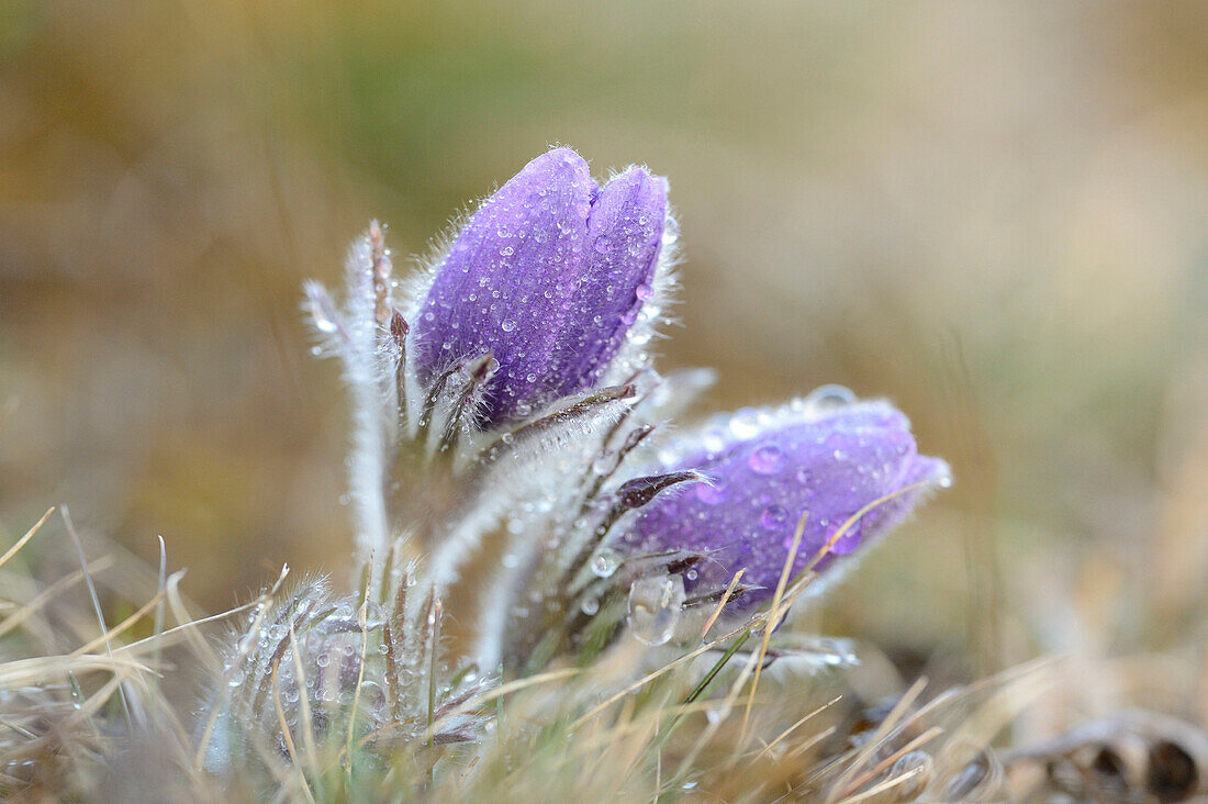 Pulsatilla (Pulsatilla vulgaris) Blooms in Grassland on Rainy Evening in Early Spring, Upper Palatinate, Bavaria, Germany