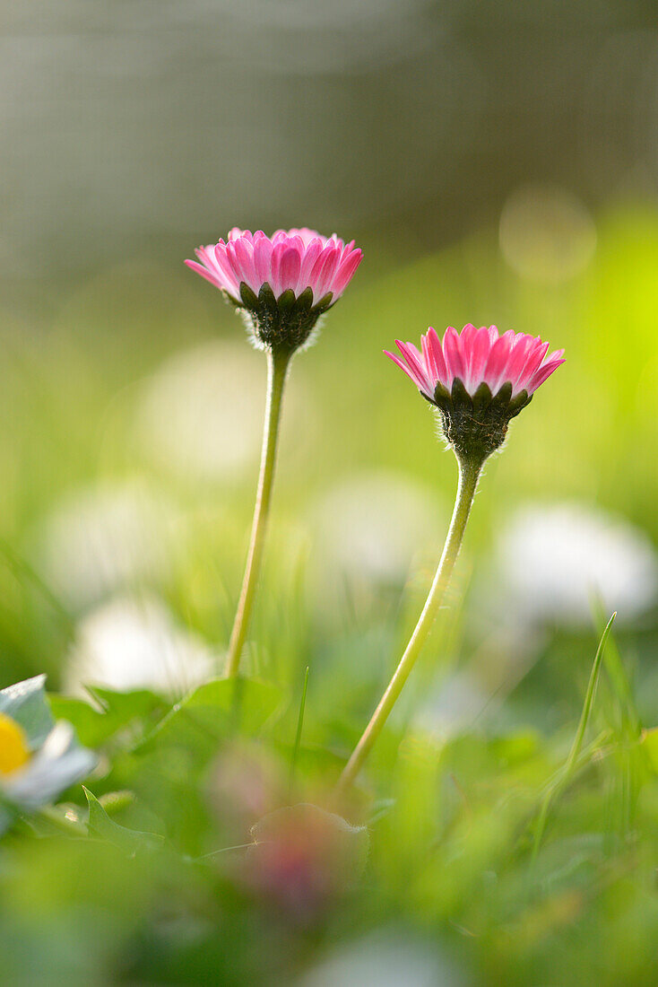 Close-up of Two Common Daisies (Bellis perennis) in Meadow in Spring, Bavaria, Germany