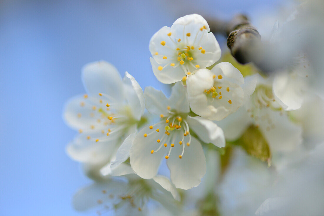 Close-up of Wild Cherry (Prunus avium) Blossoms in Spring, Bavaria, Germany