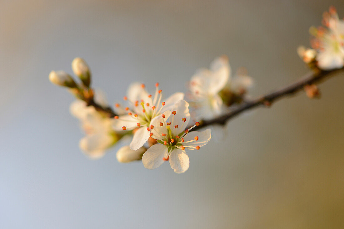 Nahaufnahme von Schlehdorn (Prunus spinos) Blüten im Frühling, Bayern, Deutschland