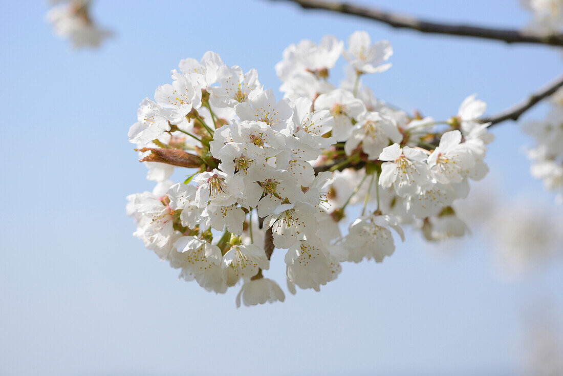 Nahaufnahme von Wildkirschblüten (Prunus avium) im Frühling, Bayern, Deutschland