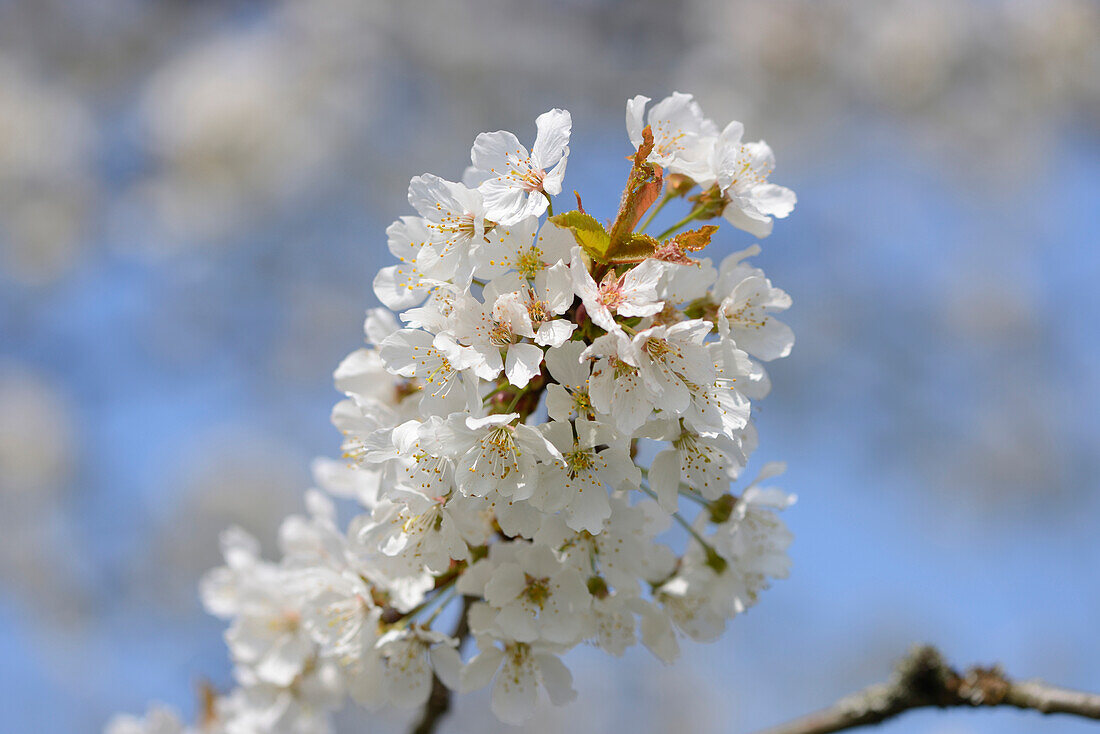 Nahaufnahme von Wildkirschblüten (Prunus avium) im Frühling, Bayern, Deutschland