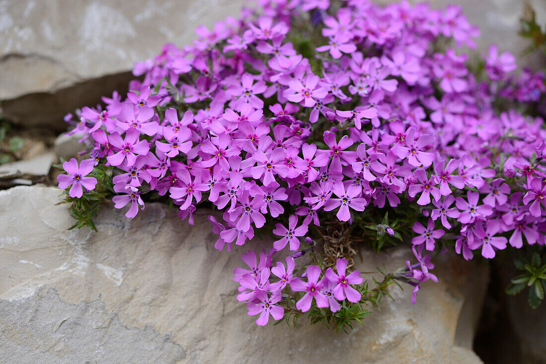 Nahaufnahme der Blüten von Kriechendem Phlox (Phlox subulata) in Stonewall im Frühling, Bayern, Deutschland