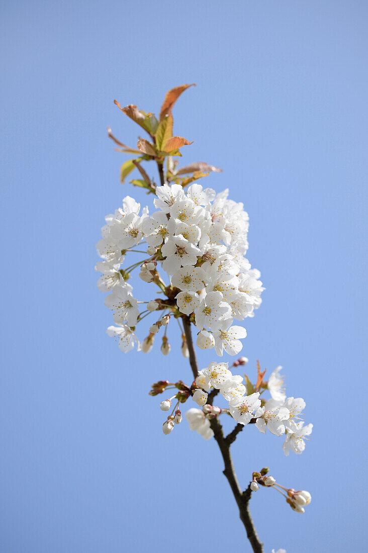 Nahaufnahme der Blüten der Wildkirsche (Prunus avium) im Frühling, Bayern, Deutschland
