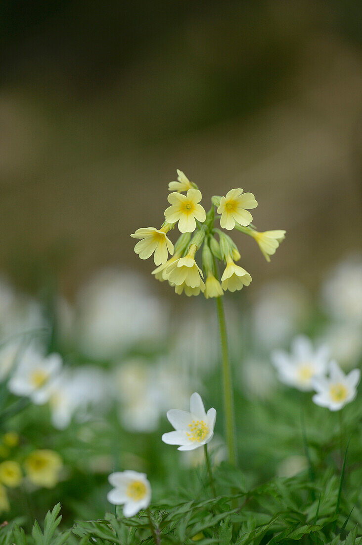 Close-up of a true oxlip (Primula elatior) between windflower (Anemone nemorosa) blossoms in a meadow in spring, Bavaria, Germany