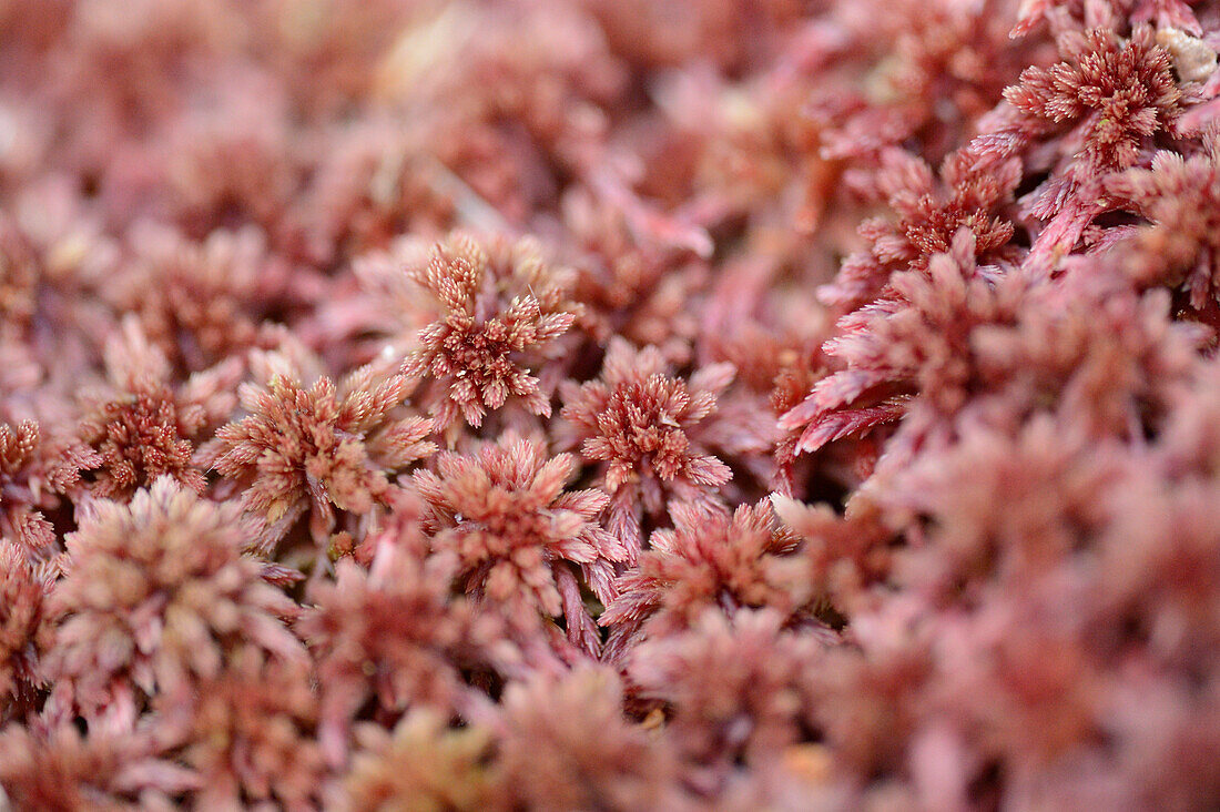 Nahaufnahme von Sphagnum-Moos (Sphagnum rubellum) in einem Wald im Frühling, Bayern, Deutschland