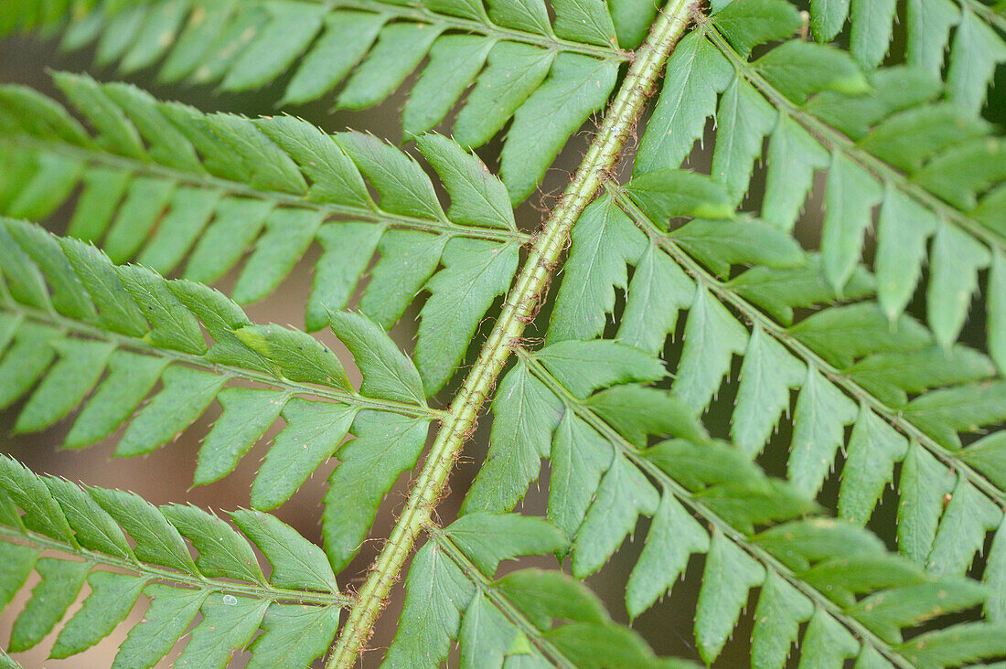 Detail eines männlichen Farnblattes (Dryopteris filix-mas) im Frühling, Steiermark, Österreich