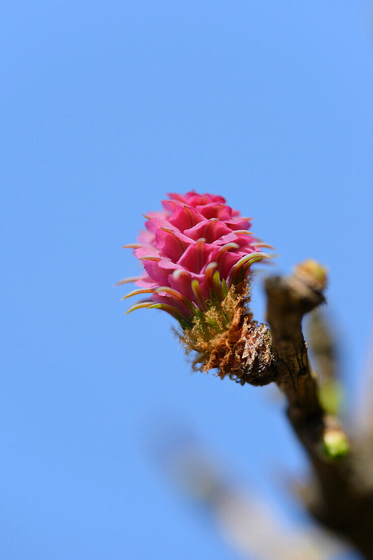 Nahaufnahme einer blühenden Europäischen Lärche (Larix decidua) in einem Wald im Frühling, Bayern, Deutschland