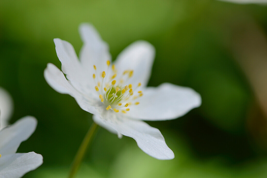 Nahaufnahme eines blühenden Buschwindröschens (Anemone nemorosa) in einem Wald im Frühling, Bayern, Deutschland