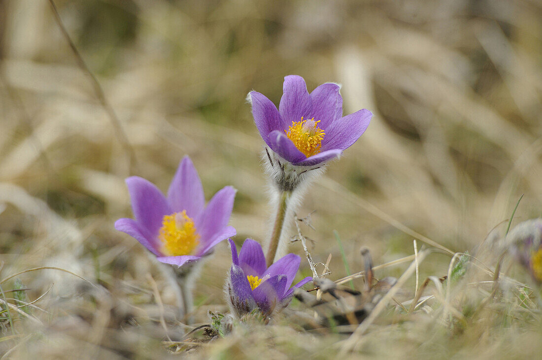 Blüten einer Pulsatilla (Pulsatilla vulgaris) im Grünland im zeitigen Frühjahr Bayern, Deutschland