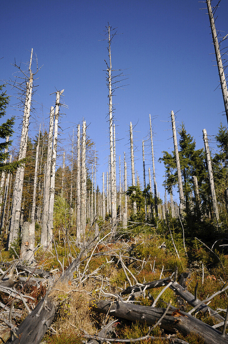 Landscape of dead trees fallen by bark beetles in autumn in the Bavarian forest, Bavaria, Germany