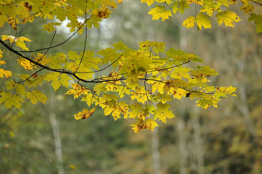 Einige Blätter der Ahorn (Acer campestre) im Herbst, Bayern, Deutschland.