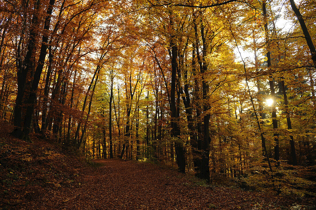 Landschaft eines Rot- oder Rotbuchenwaldes (Fagus sylvatica) im Herbst, Bayern, Deutschland