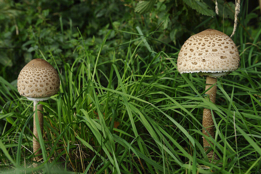 Nahaufnahme von Parasolpilz (Macrolepiota procera) in Wiese im Herbst, Oberpfalz, Bayern, Deutschland