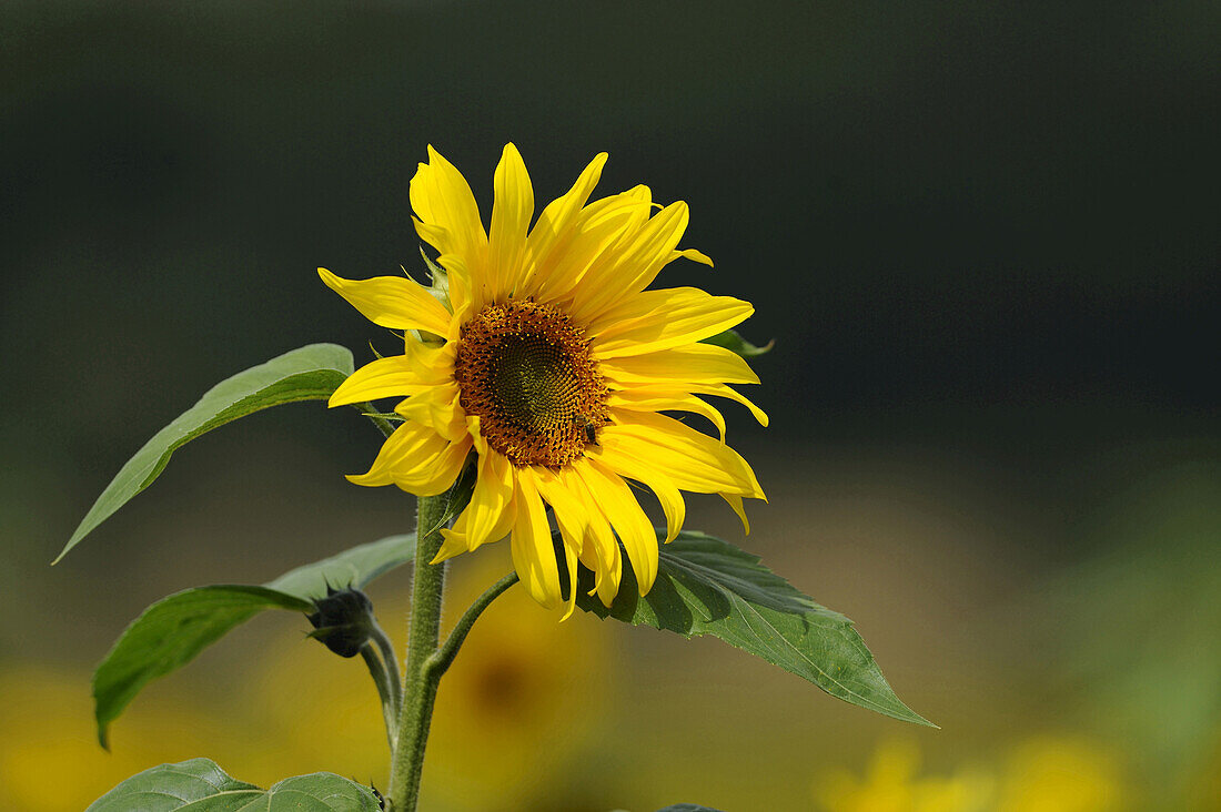Blüte einer Sonnenblume (Helianthus annuus), Bayern, Deutschland.