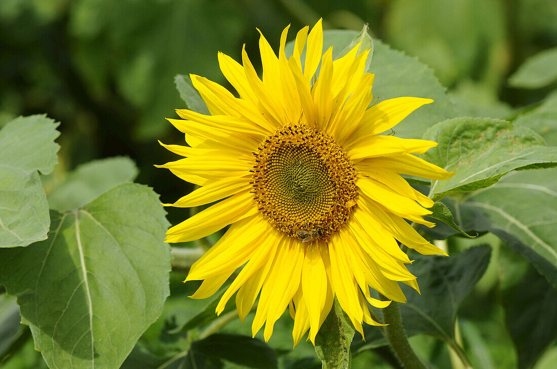 Blossom of a sunflower (Helianthus annuus), Bavaria, Germany.