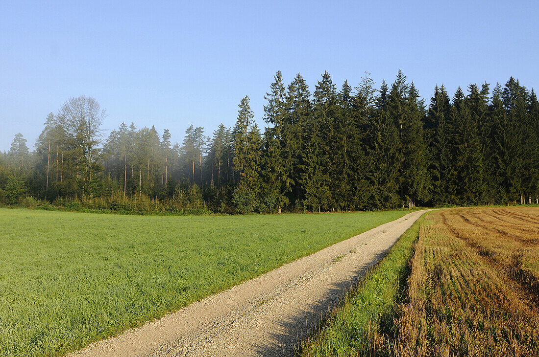 Ein kleiner Weg, der durch Wiesen, Felder und den Wald führt, Bayern, Deutschland.
