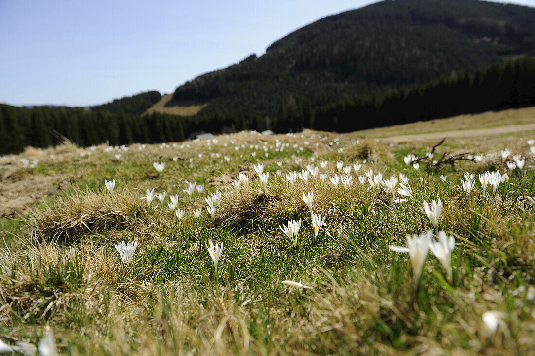 Spring Crocus or Giant Crocus (Crocus vernus) in the grassland in early spring, Steiermark, Austria.