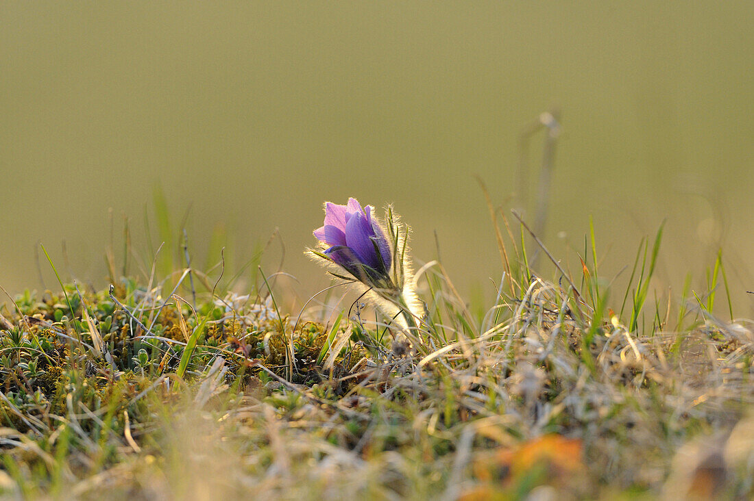 Blüte einer Pulsatilla (Pulsatilla vulgaris) im Grünland im zeitigen Frühjahr in der Oberpfalz, Bayern, Deutschland, Europa.
