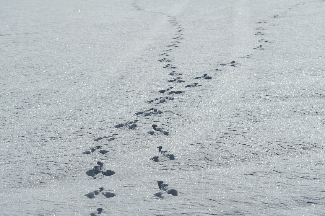 Footprints in the snow, Bavaria, Germany.
