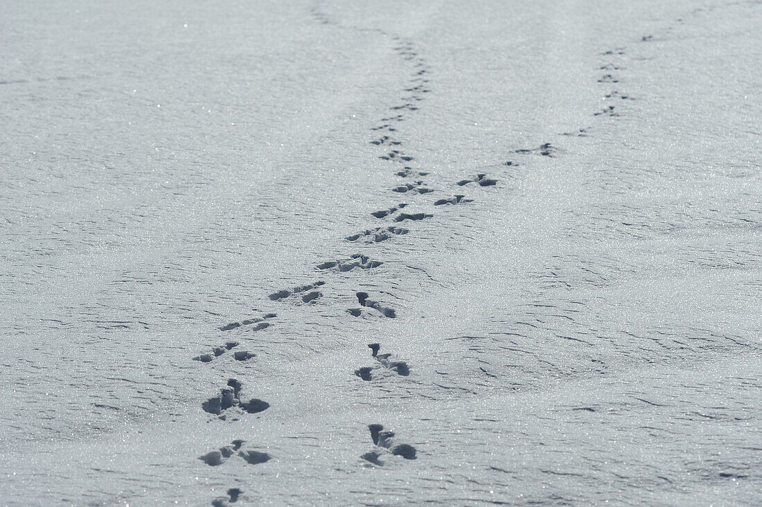 Fußspuren im Schnee, Bayern, Deutschland.