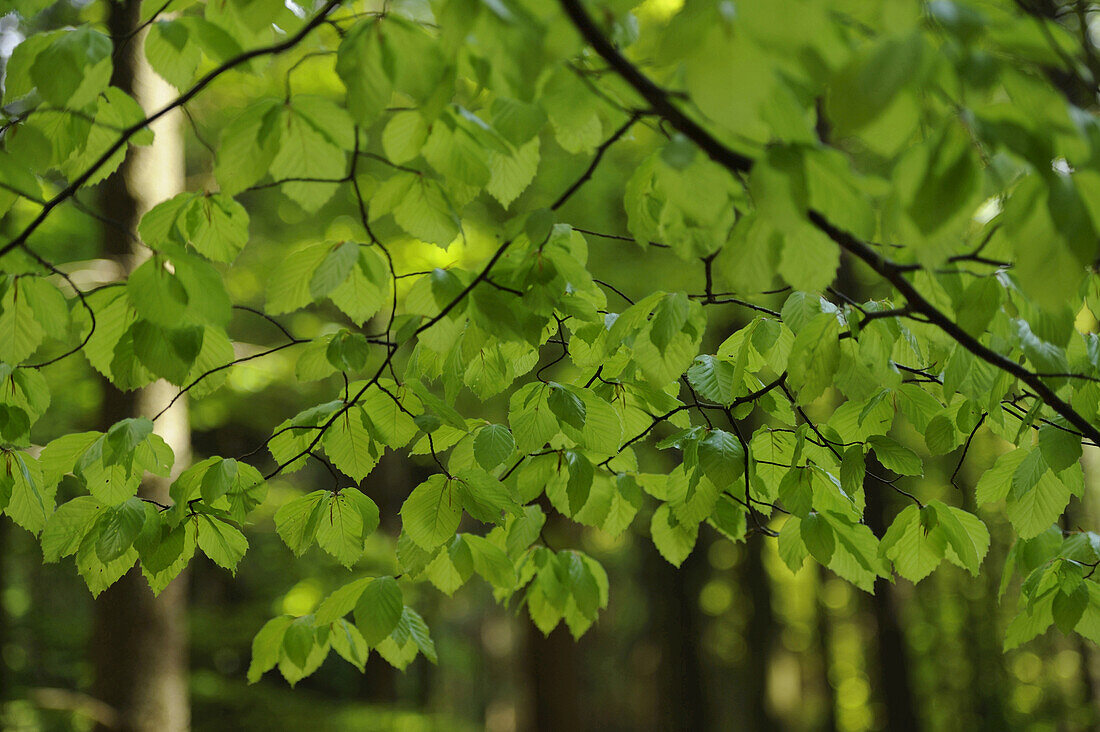 Rotbuchenwald (Fagus sylvatica) im Frühsommer, Bayern, Deutschland.