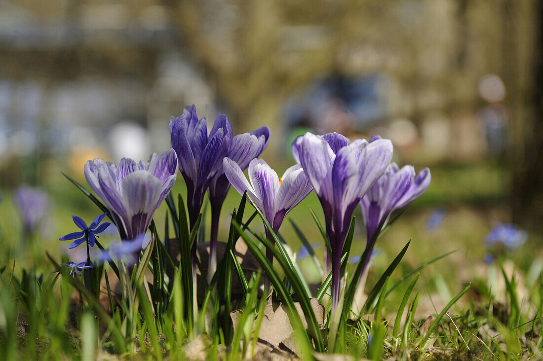 Crocus blossoms (Crocus vernus) in the grassland in early spring, Bavaria, Germany