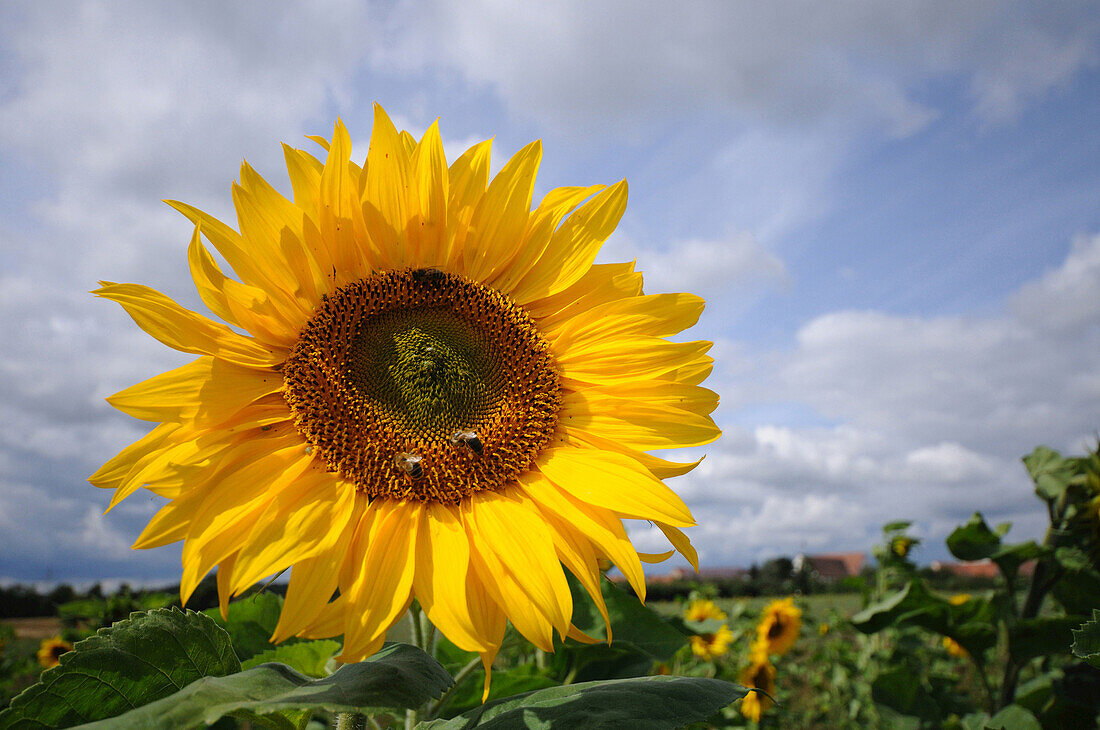 Blossom of a sunflower (Helianthus annuus), Bavaria, Germany.