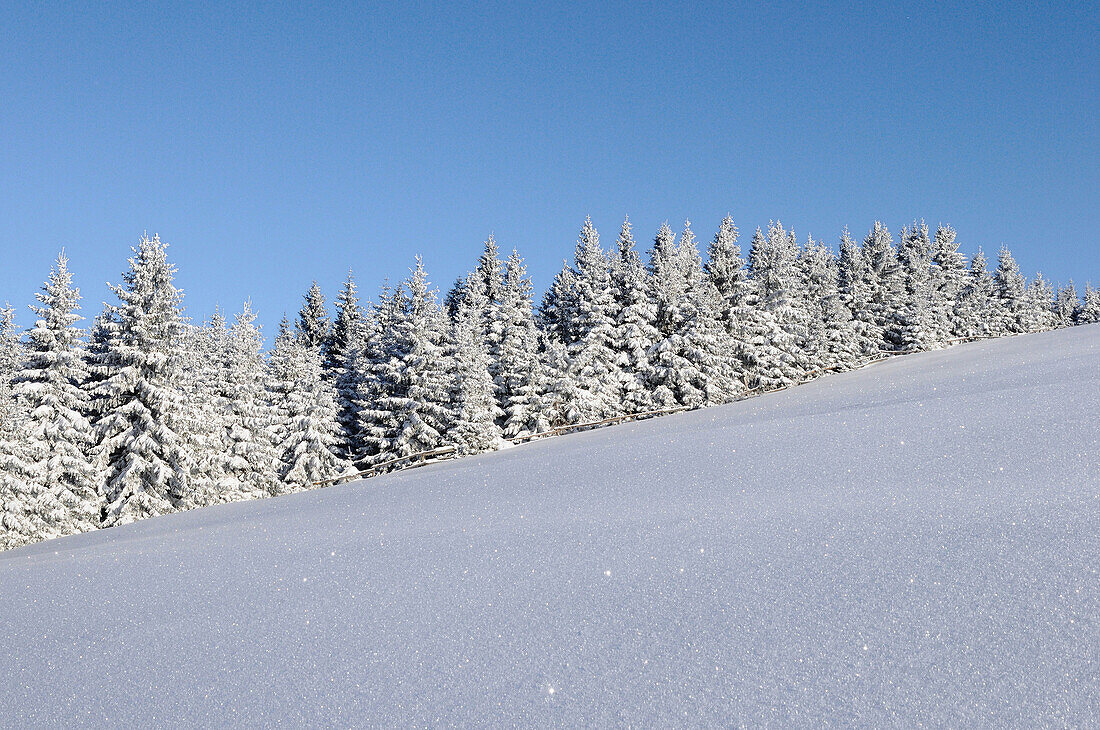 Landschaft aus Fichten (Picea abies) an einem verschneiten Wintertag, Steiermark, Österreich.