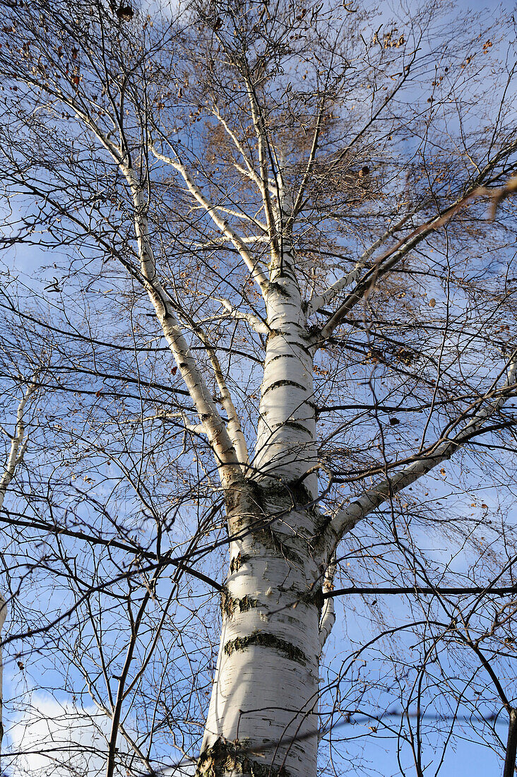 Silver birch (Betula pendula) in late autumn, Bavaria, Germany.